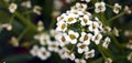 A Mass of Sweet Alyssum Royalty Free Stock Photo