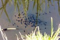 Mass of tadpoles near the surface of a pond Royalty Free Stock Photo