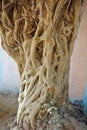Mass of Twisted Vines Tree Royalty Free Stock Photo