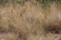 mass of very dry grasses Royalty Free Stock Photo