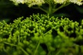 a mass of white buds waiting to open