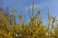 Mass of yellow flowers of forsythia against blue sky in March Royalty Free Stock Photo
