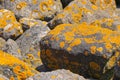 Yellow lichen, Xanthoria parietina Royalty Free Stock Photo