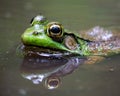 A Massachusetts Green Frog in a puddle Royalty Free Stock Photo