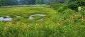 Massachusetts Wetland Panorama Royalty Free Stock Photo