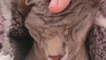 Massage of the cat`s head. Close up portrait of a sphinx cat. A lazy bald cat is lying asleep.