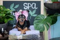 Massage and spa, a dog in a turban of a towel among the spa care items and plants. Funny concept grooming, washing Royalty Free Stock Photo