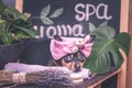 Massage and spa, a dog in a turban of a towel among the spa care items and plants. Funny concept grooming, washing Royalty Free Stock Photo