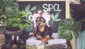 Massage and spa, a dog in a turban of a towel among the spa care items and plants. Funny concept grooming, washing Royalty Free Stock Photo