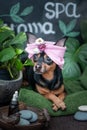 Massage and spa, a dog in a turban of a towel among the spa care items and plants.concept grooming, washing and caring for Royalty Free Stock Photo