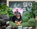 Massage and spa, a dog in a turban of a towel among the spa care items and plants. Funny concept grooming, washing Royalty Free Stock Photo