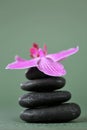 Massage Stone.Beauty and harmony. Black stones and pink orchid flower in water drops on green background.Beautiful Zen Royalty Free Stock Photo