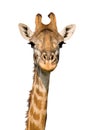 Massai Giraffe Royalty Free Stock Photo