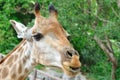 Massai giraffe. Royalty Free Stock Photo