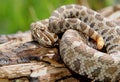 Massasauga Rattlesnake Royalty Free Stock Photo
