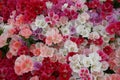 Massed blooms of pink, red, lilac and white flowers