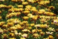 Massed yellow African Daisies