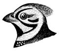 Massena Quail vintage illustration