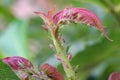 Masses of aphids on rose stem Royalty Free Stock Photo