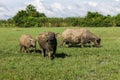 Masses Buffalo And The tilted in Grass