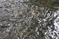 Masses of Catfish in the pond.