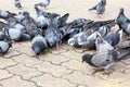 Masses doves eat food bird seed