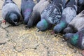 Masses doves eat food bird seed Royalty Free Stock Photo