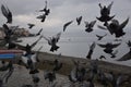 Masses Pigeons Birds Flying