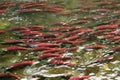 Masses of Saukeye salmon on their spawning run