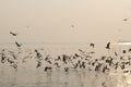 Masses seagull emigrate to THAILAND Royalty Free Stock Photo