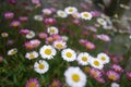 Masses of small pink and white daisies Royalty Free Stock Photo