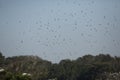 Masses of tree swallows fill the sky in Georgia. Royalty Free Stock Photo
