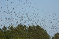Masses of tree swallows fill the sky in Georgia. Royalty Free Stock Photo