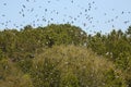 Masses of tree swallows fill the sky in Georgia.