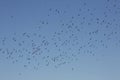 Masses of tree swallows fill the sky in Georgia. Royalty Free Stock Photo