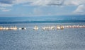 Masses of White Pelican birds and flamingos on the lake Nakuru, Royalty Free Stock Photo