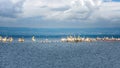 Masses of White Pelican birds and flamingos on the lake Nakuru, Royalty Free Stock Photo