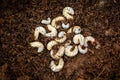 White worm larvae of coconut rhinoceros beetle.