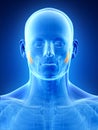 the masseter deep Royalty Free Stock Photo