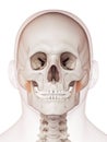 The masseter deep Royalty Free Stock Photo