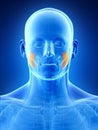 the masseter superior Royalty Free Stock Photo