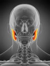 Masseter superior Royalty Free Stock Photo