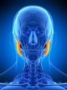 The masseter superior Royalty Free Stock Photo