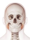 The masseter superior