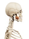 The masseter superior Royalty Free Stock Photo