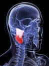 The masseter superior muscle Royalty Free Stock Photo