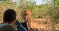 Massive African bull elephant walks through tented camp