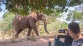 Massive African bull elephant walks through tented camp