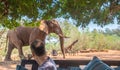 Massive African bull elephant walks through tented camp