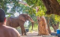 Massive African bull elephant walks through tented camp